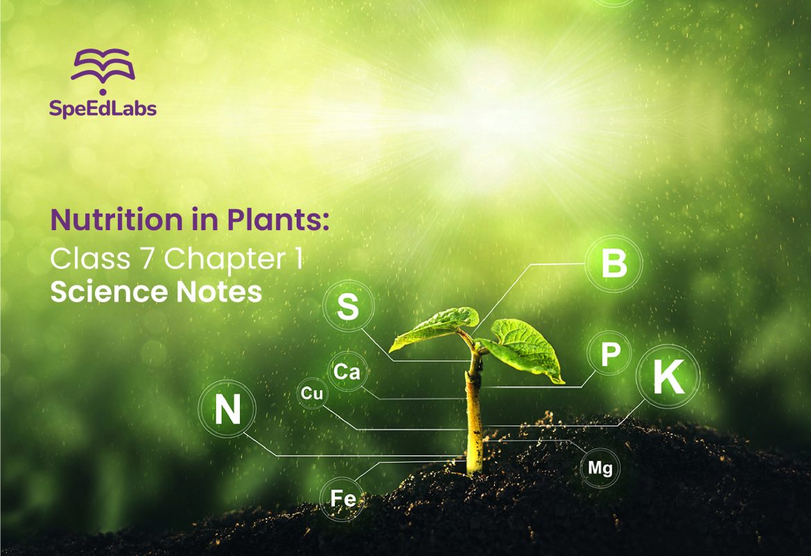 Nutrition in Plants: Class 7 Chapter 1 Science Notes Nutrition in Plants: Class 7 Chapter 1 Science Notes