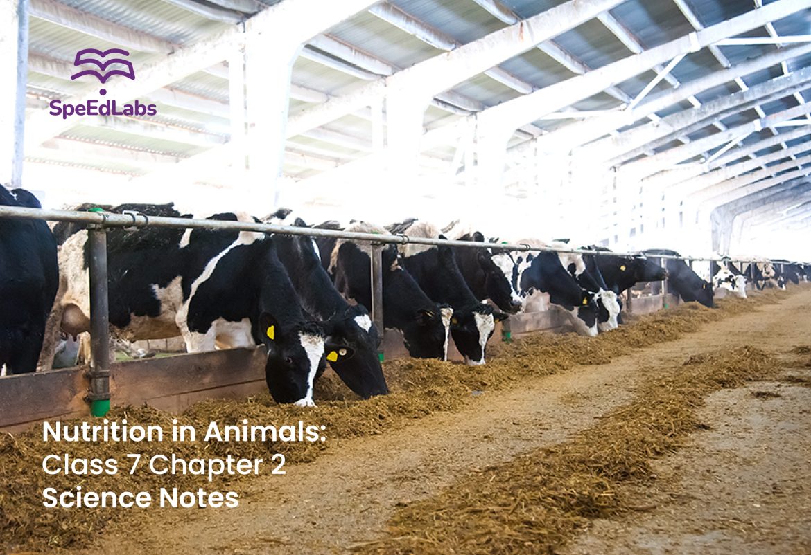 Nutrition in Animals: Class 7 Chapter 2 Science Notes Nutrition in Animals: Class 7 Chapter 2 Science Notes