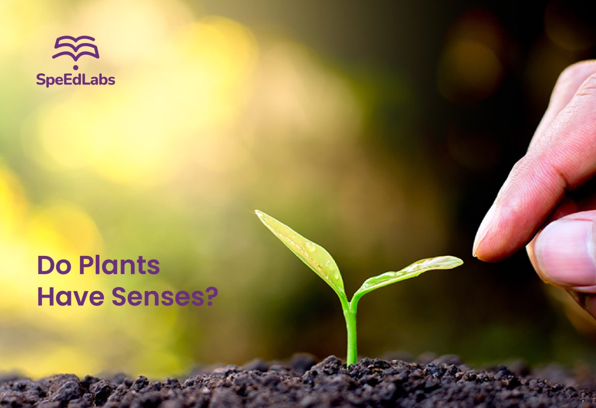 Do Plants Have Senses? Do Plants Have Senses?