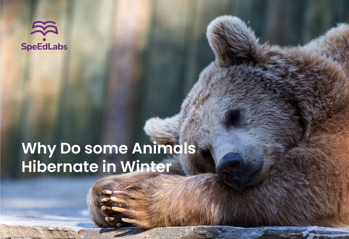 Why Do some Animals Hibernate in Winter? Why Do some Animals Hibernate in Winter?
