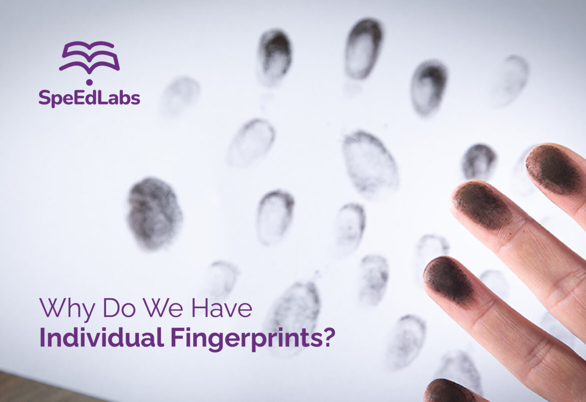 Why Do We Have Individual Fingerprints?
